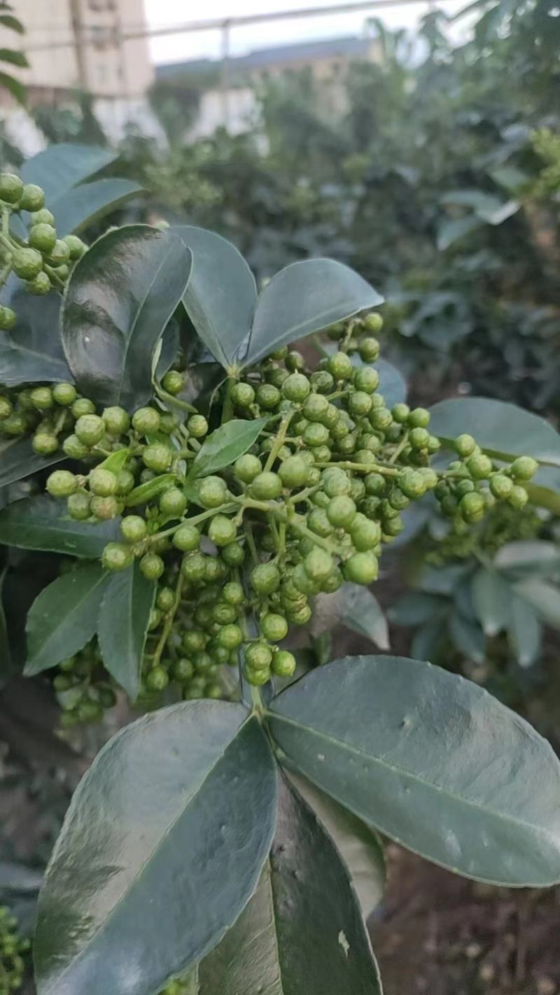 重庆江津花椒江津青花椒产地直销量大从优欢迎选购