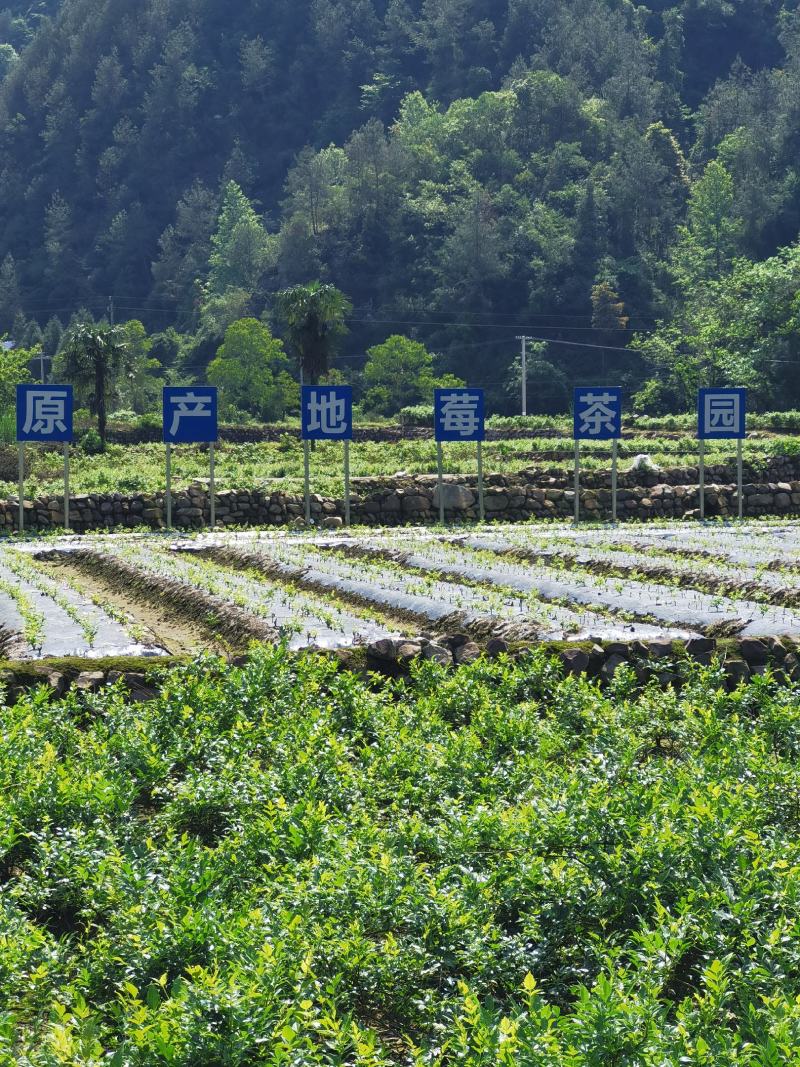 湘西永顺张家界原生态紫莓茶藤茶，恩施藤茶，富硒藤茶