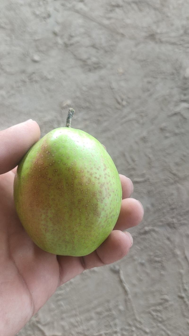 新梨七号百家货