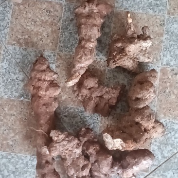 野生白肉土茯苓