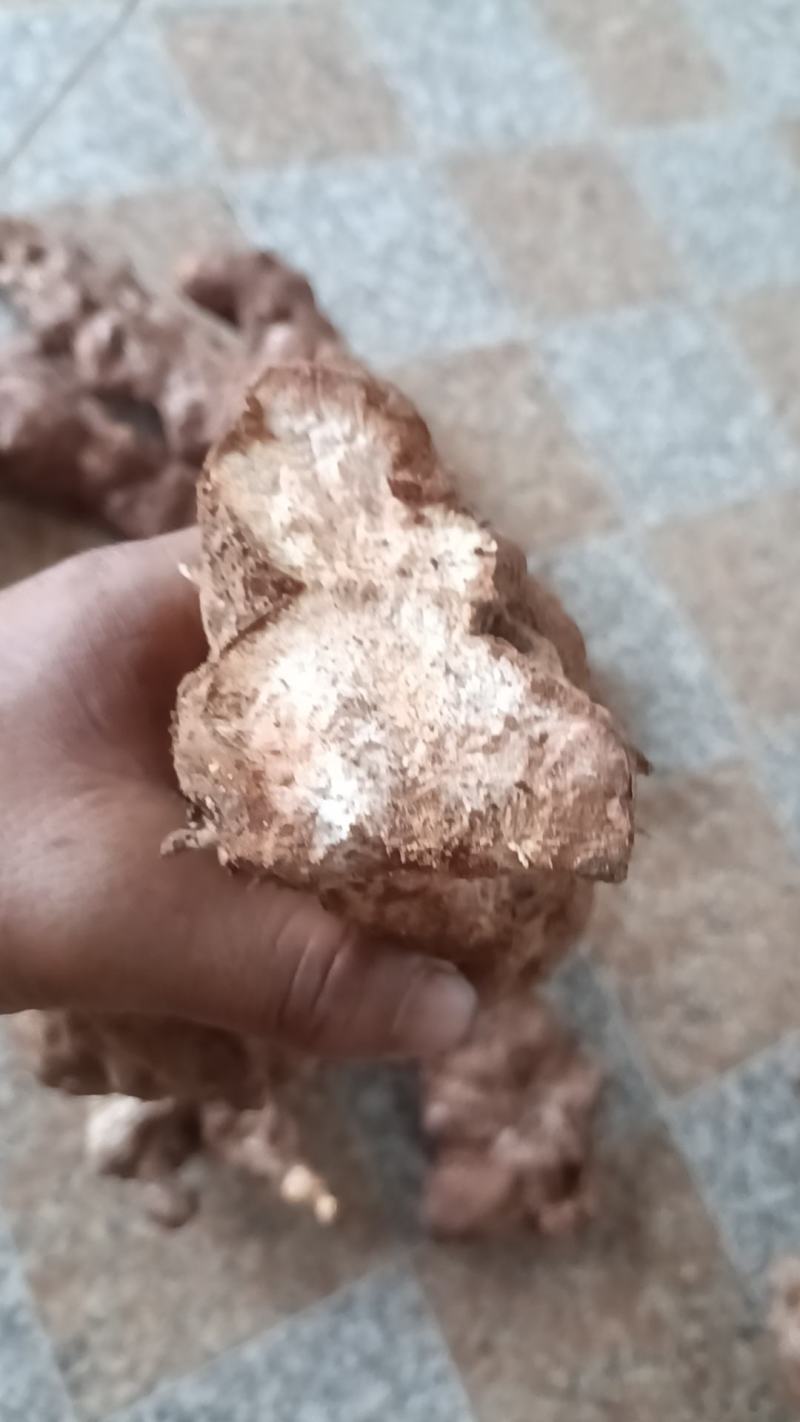 野生白肉土茯苓