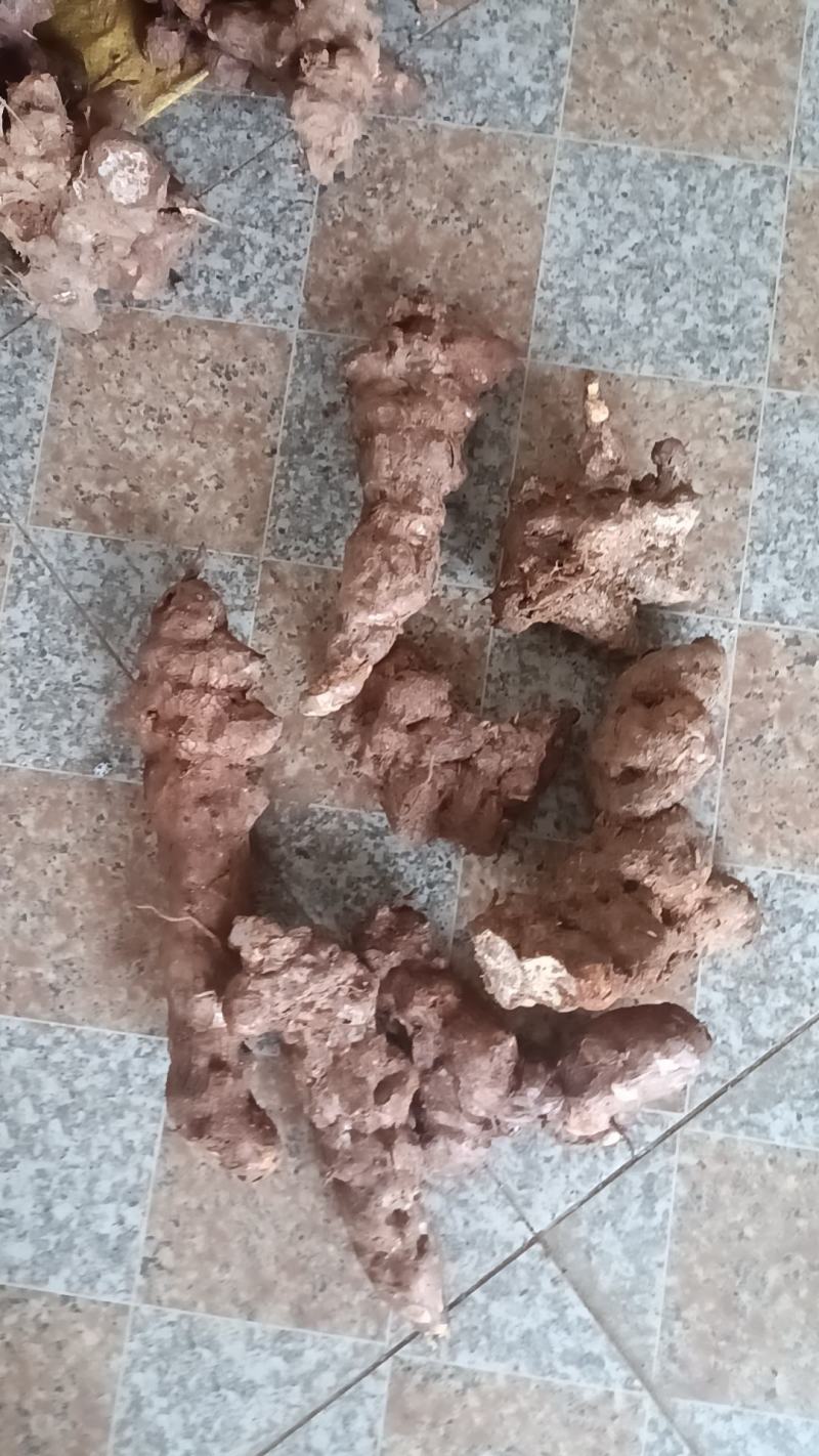 野生白肉土茯苓