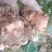 野生白肉土茯苓