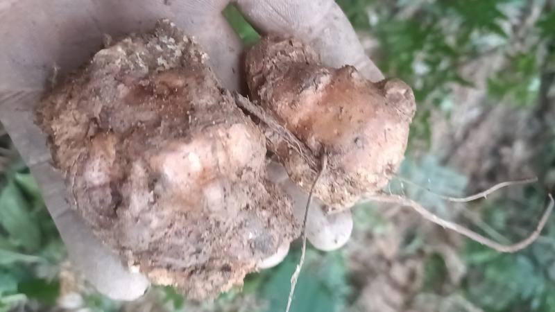 野生白肉土茯苓