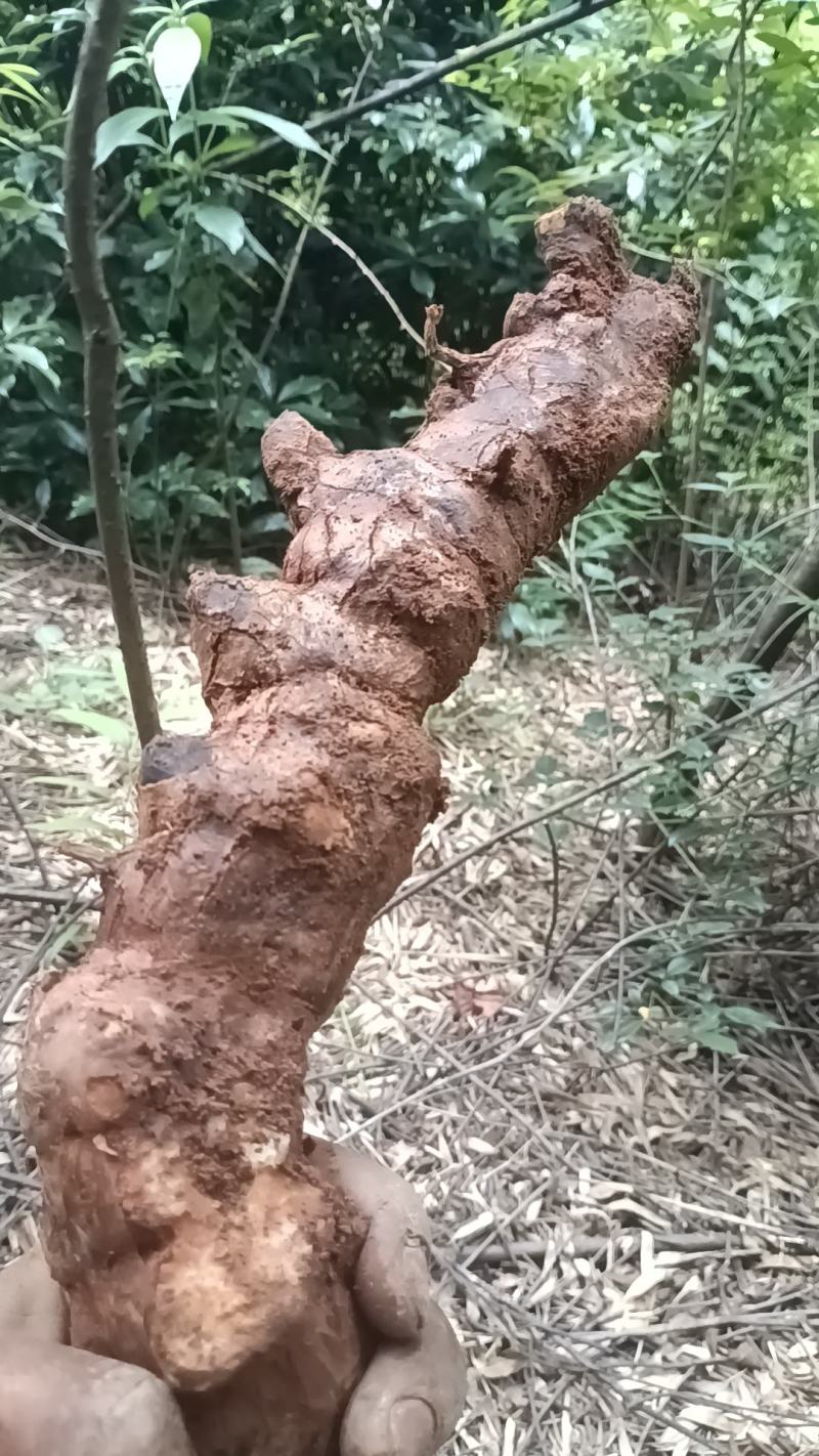 野生白肉土茯苓