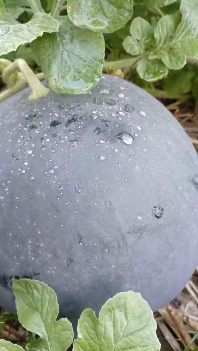 黑皮无籽西瓜湖北西瓜无籽西瓜黑宝石产地看货论价