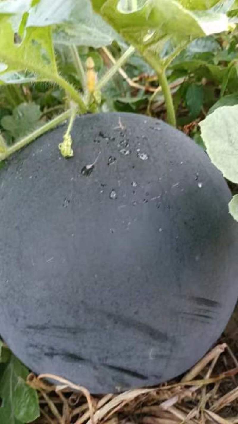 湖北西瓜无籽西瓜黑皮无籽西瓜黑宝石产地看货论价