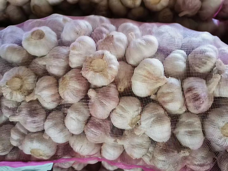 现代化大蒜加工车间场景图