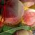甘肃省天水沙红桃大量上市，欢迎全国各地朋友前来收购