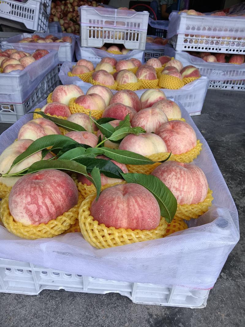 甘肃省天水沙红桃大量上市，欢迎全国各地朋友前来收购