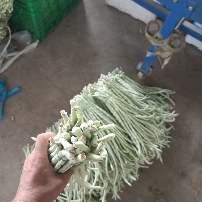 广西横州市新苗白豆角大量上市白豇豆大吨位