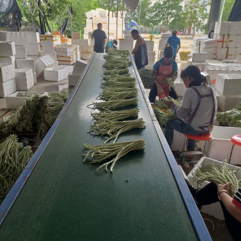广西横州市新苗白豆角大量上市白豇豆大吨位