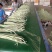 广西横州市新苗白豆角大量上市白豇豆大吨位