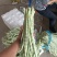 广西横州市新苗白豆角大量上市白豇豆大吨位