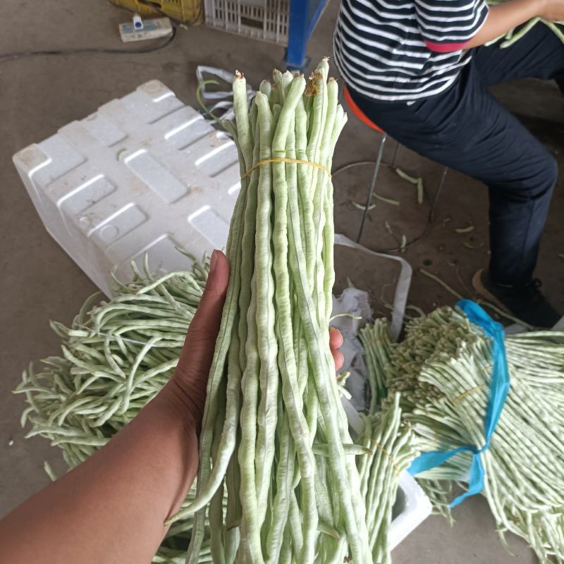 广西横州市新苗白豆角大量上市白豇豆大吨位