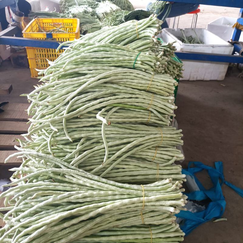 广西横州市新苗白豆角大量上市白豇豆大吨位