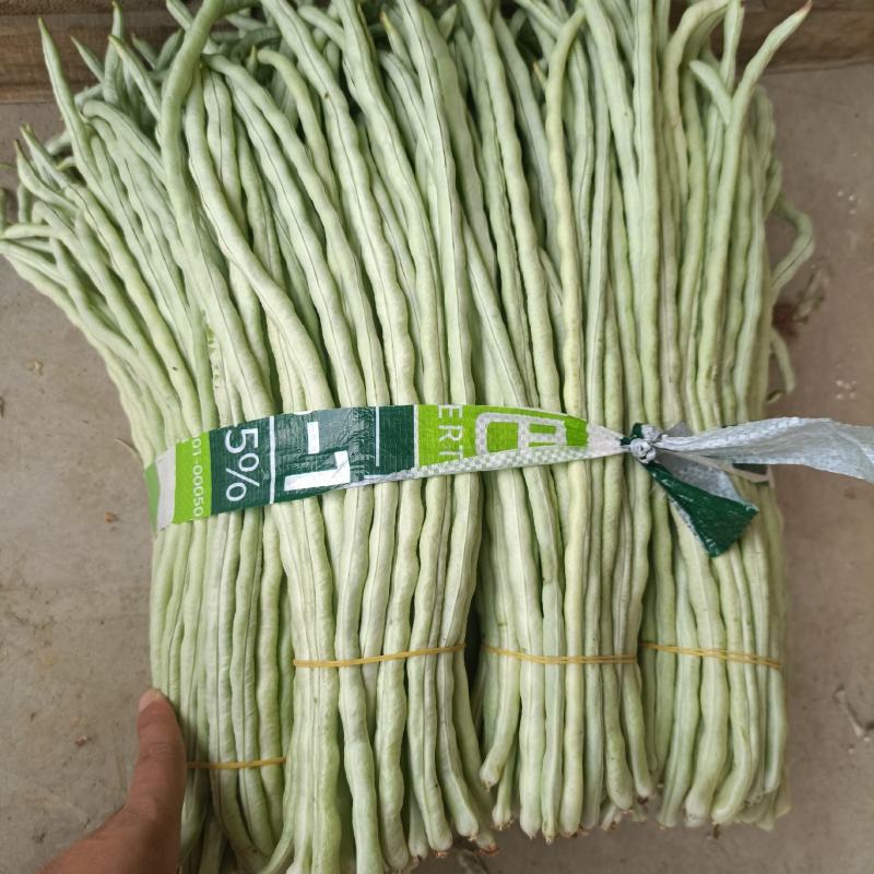 广西横州市新苗白豆角大量上市白豇豆大吨位
