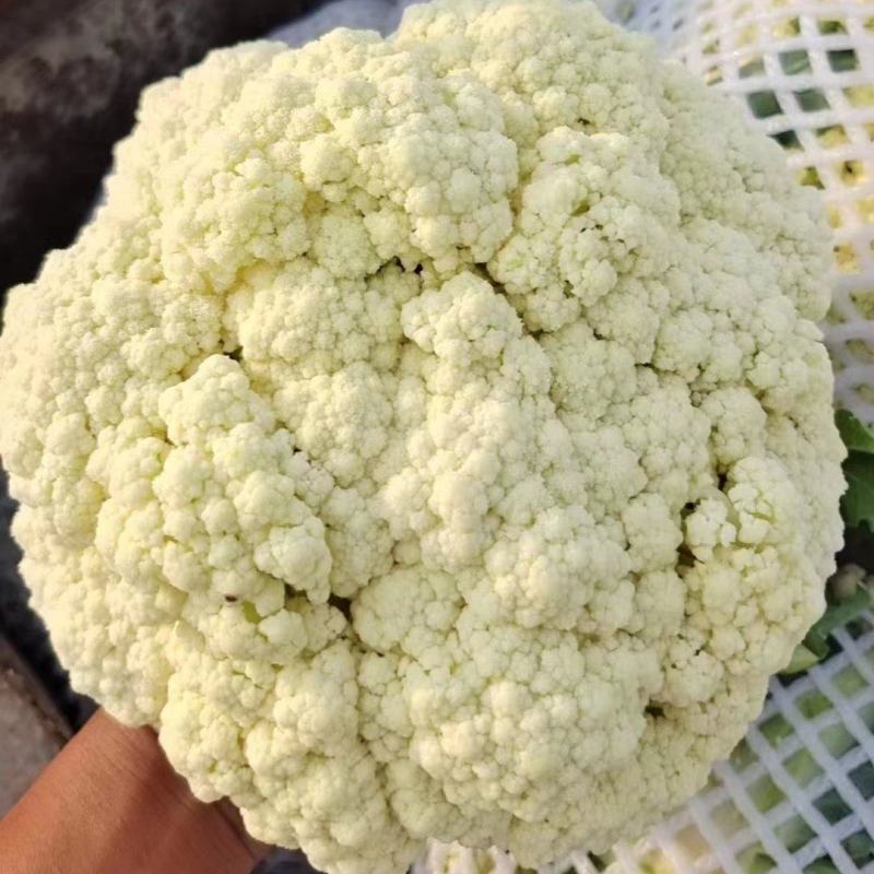 精品有机花，菜花，白面青梗小米花，松花菜，产地直发！！