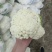 精品有机花，菜花，白面青梗小米花，松花菜，产地直发！！