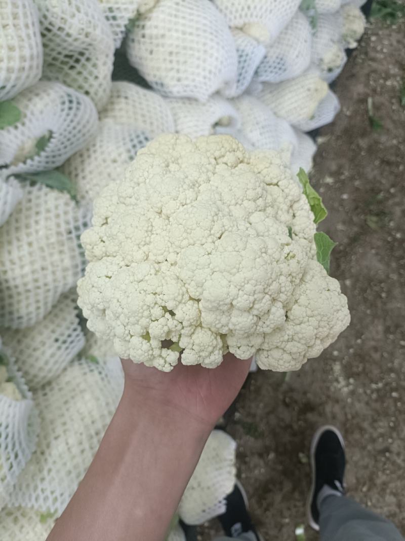 精品有机花，菜花，白面青梗小米花，松花菜，产地直发！！