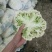 精品有机花，菜花，白面青梗小米花，松花菜，产地直发！！
