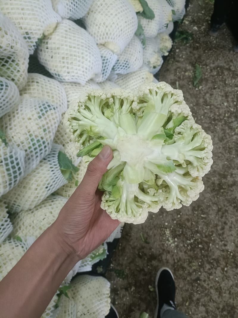 精品有机花，菜花，白面青梗小米花，松花菜，产地直发！！