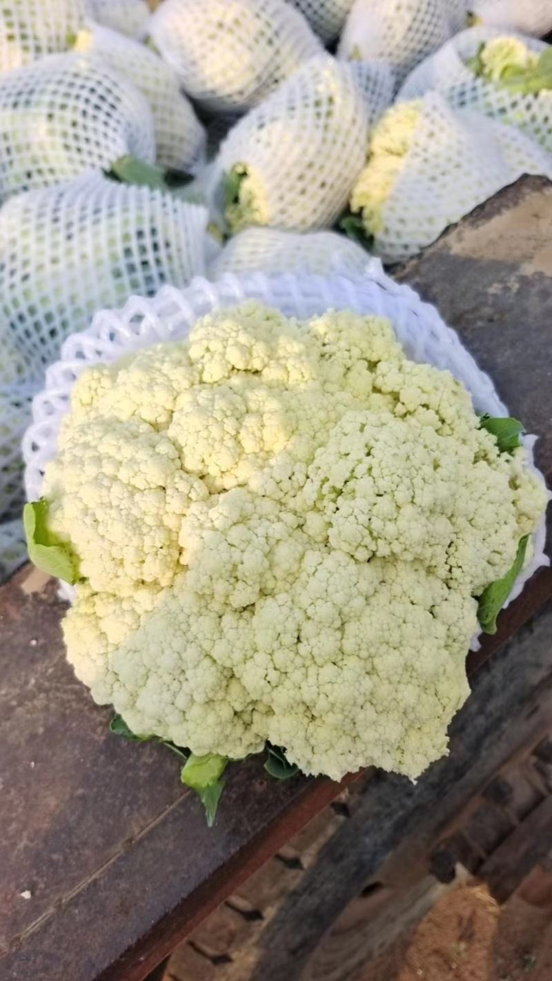 精品有机花，菜花，白面青梗小米花，松花菜，产地直发！！