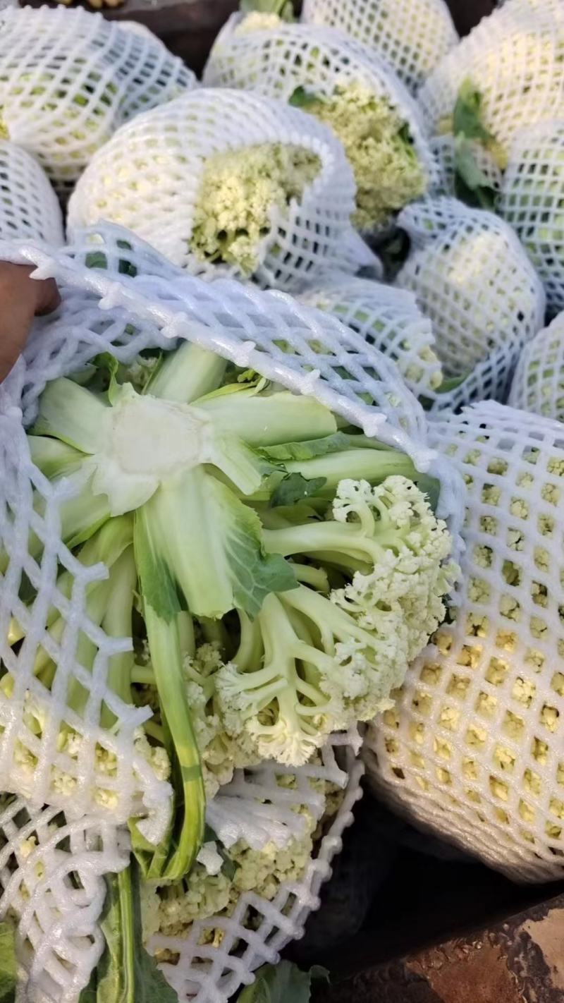 精品有机花，菜花，白面青梗小米花，松花菜，产地直发！！