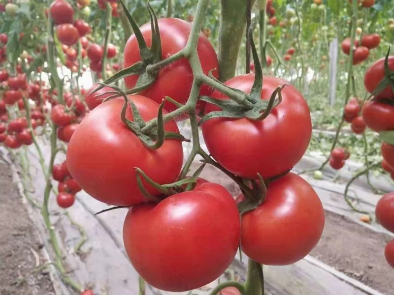 西红柿苗，越夏秋延硬粉西红柿苗，口感番茄苗，，基地直发