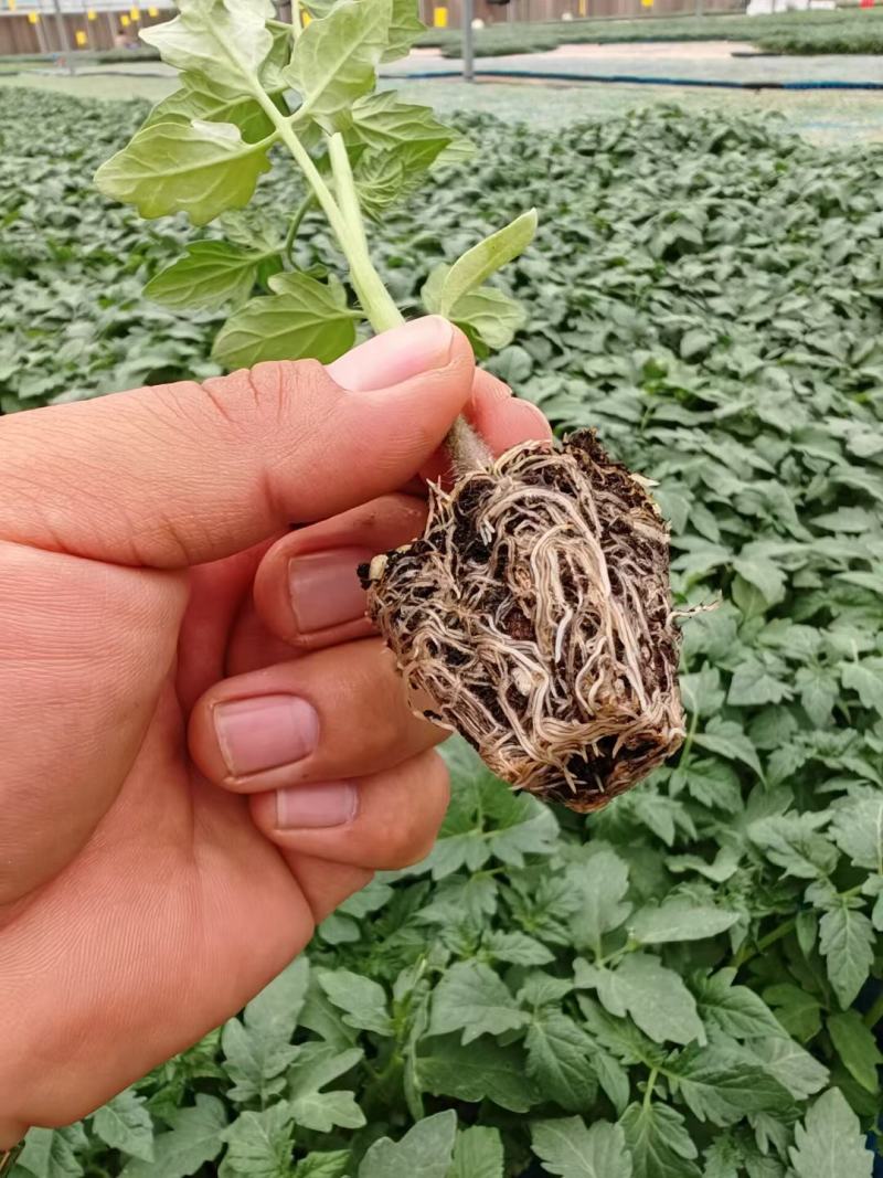 西红柿苗，越夏秋延硬粉西红柿苗，口感番茄苗，，基地直发