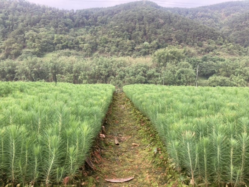 良种马尾松苗、湿地松、油松
