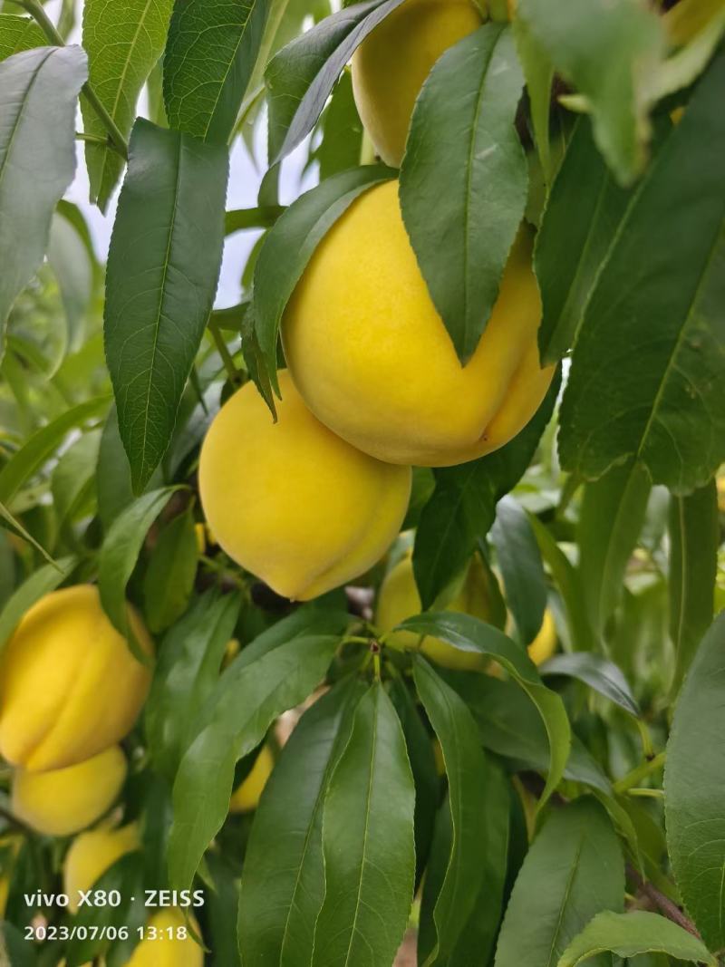 黄金惯桃子