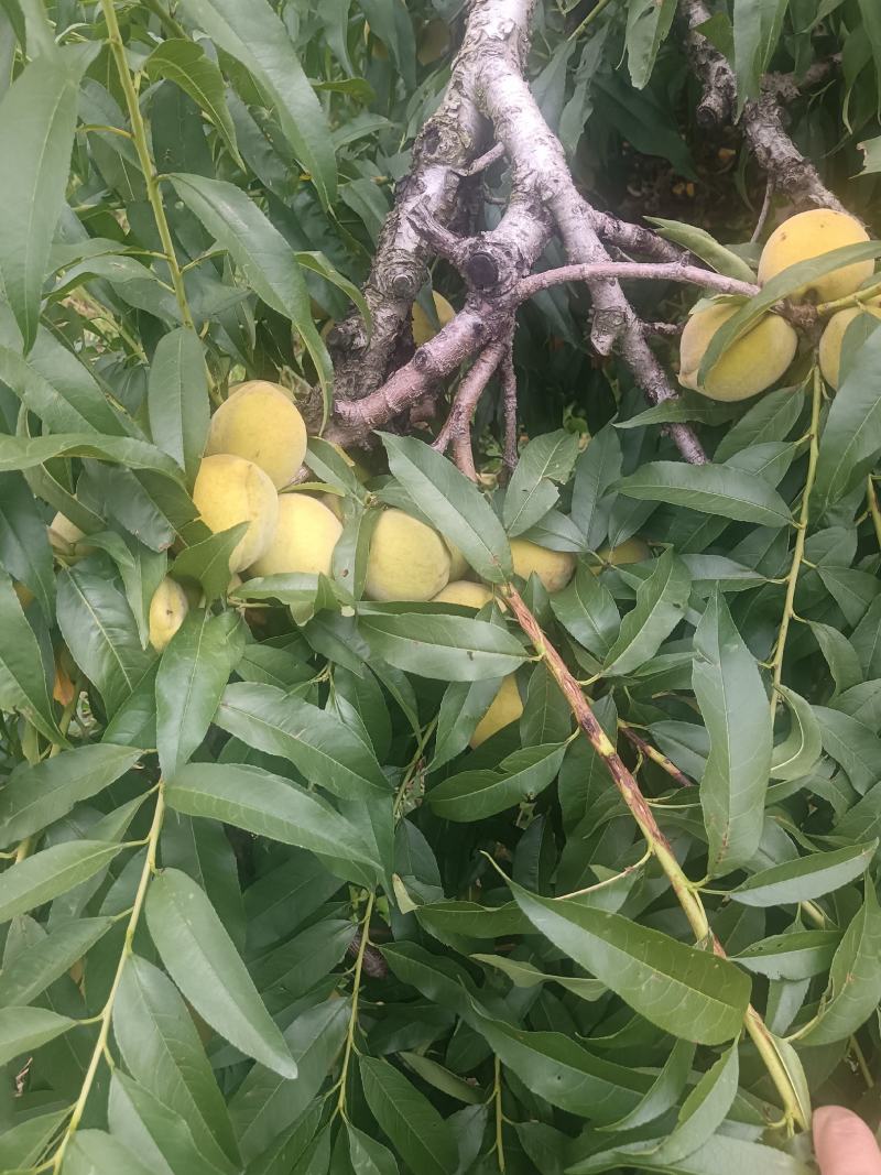 黄金惯桃子