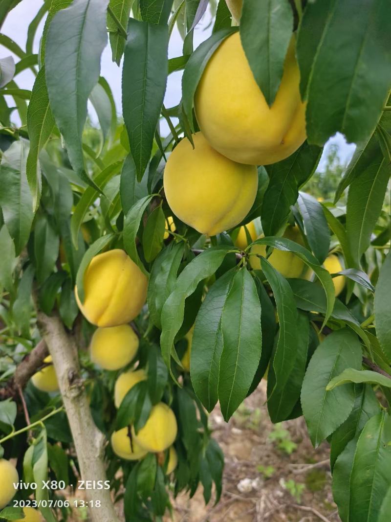 黄金惯桃子