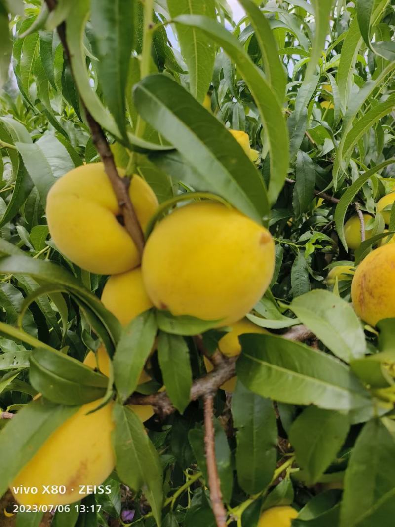 黄金惯桃子