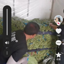 精品豇豆