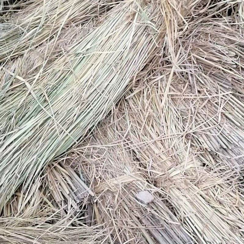 稻草，新下来的稻草，原阳县级示范合作社，是草苫的主要产区