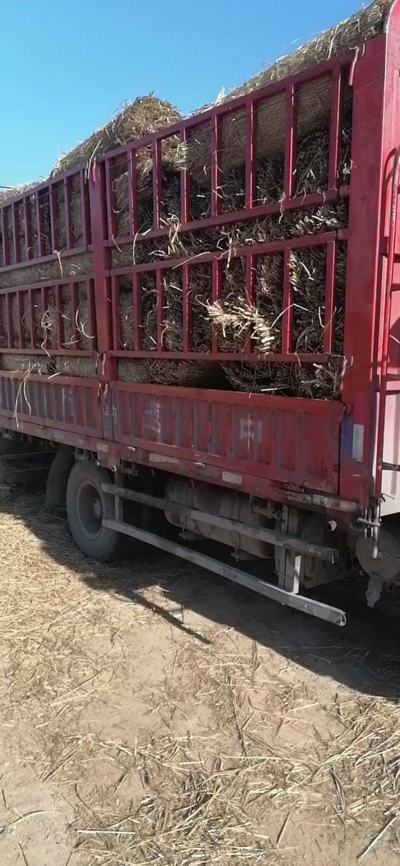 稻草，新下来的稻草，原阳县级示范合作社，是草苫的主要产区