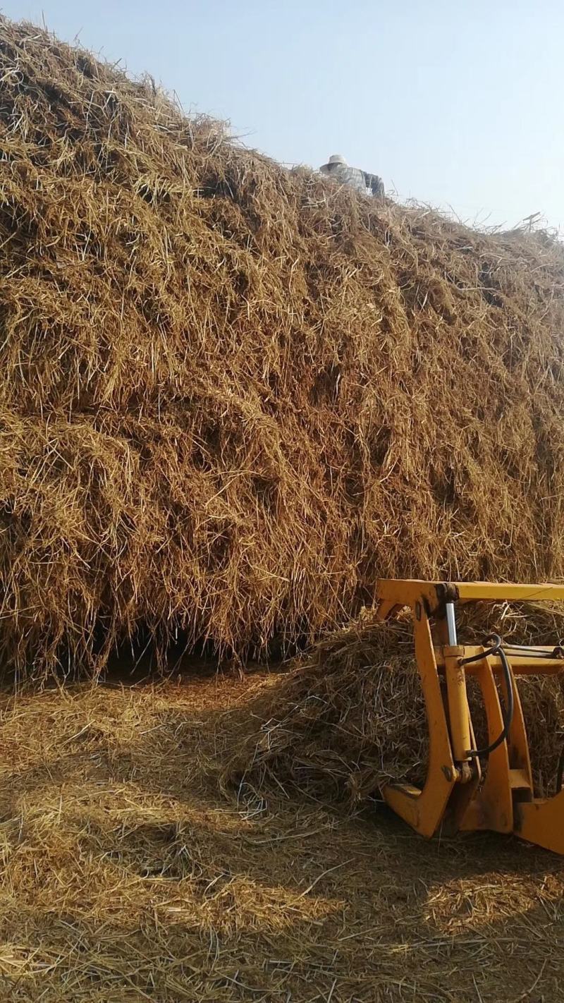 批发保暖稻草草苫子大棚草帘绿化草帘草苫子稻草帘