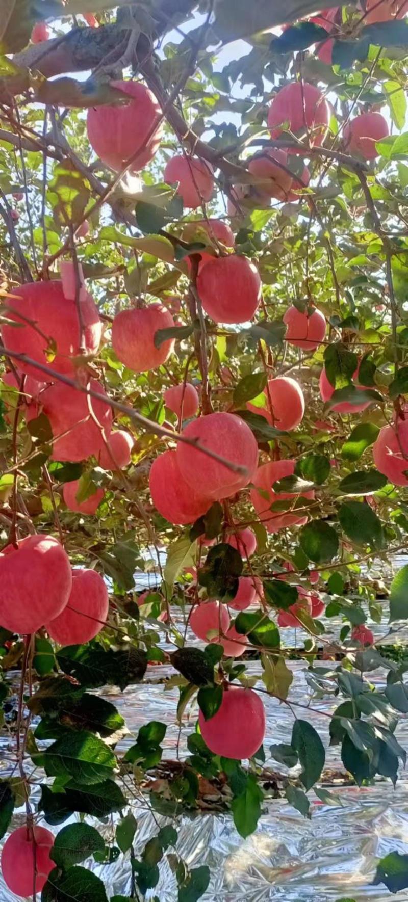 红富士苹果葫芦岛绥中苹果现货，品质优良质优价廉