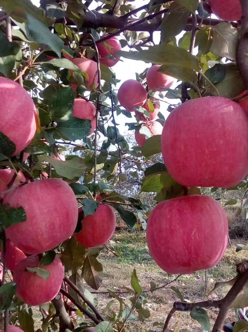 红富士苹果葫芦岛绥中苹果现货，品质优良质优价廉