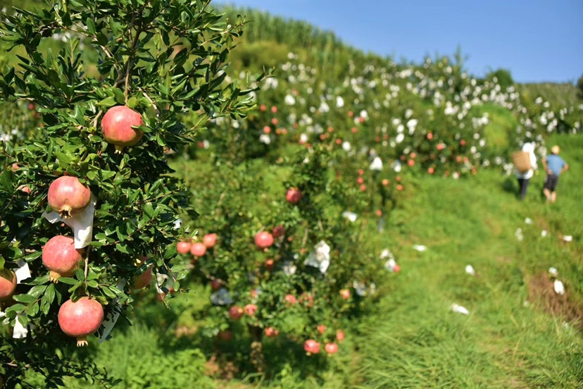果园中农民正在采摘突尼斯软籽石榴
