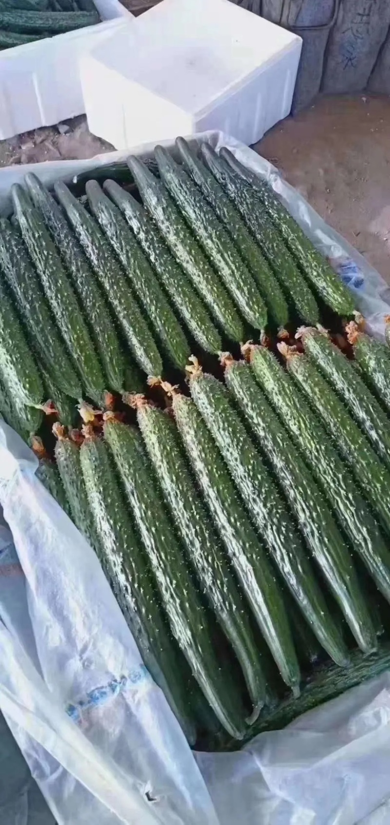 【实力】河北邯郸精品密刺黄瓜产地直发质量保证