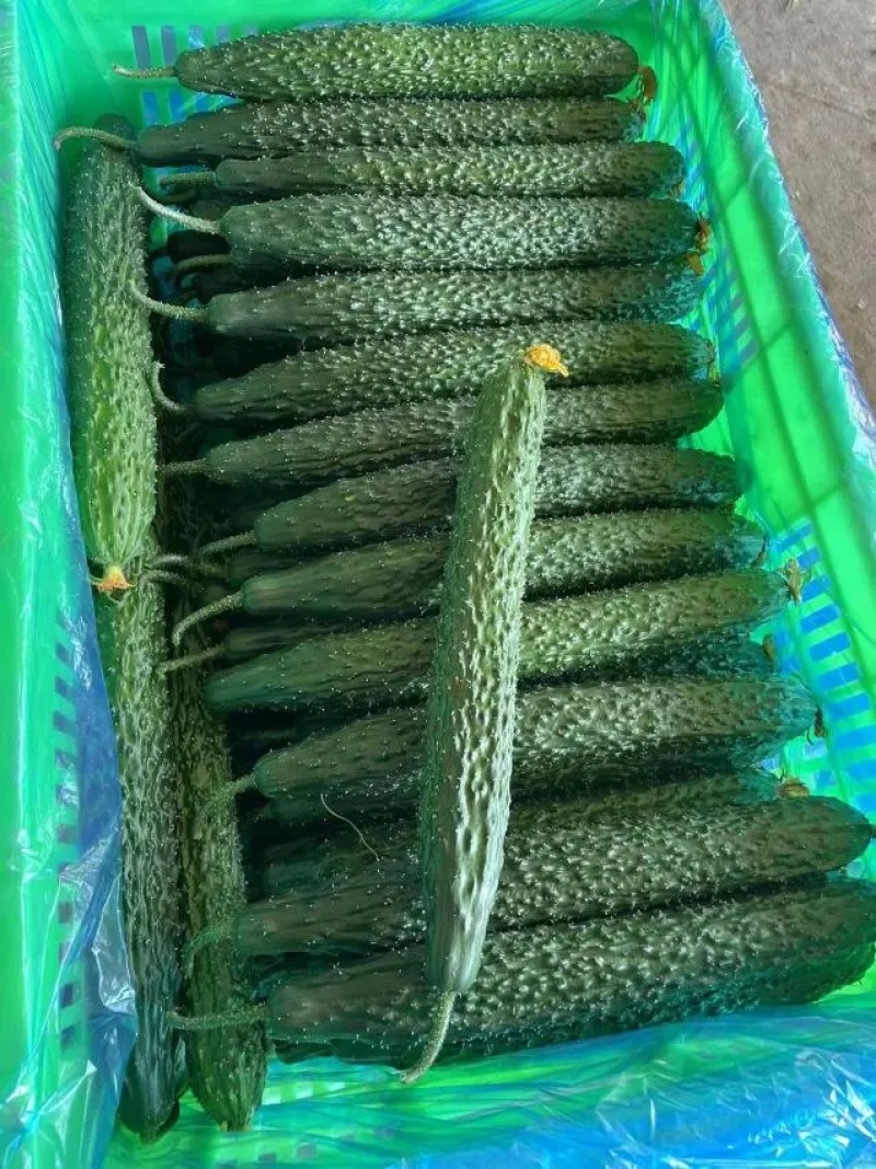 【实力】河北邯郸精品密刺黄瓜产地直发质量保证
