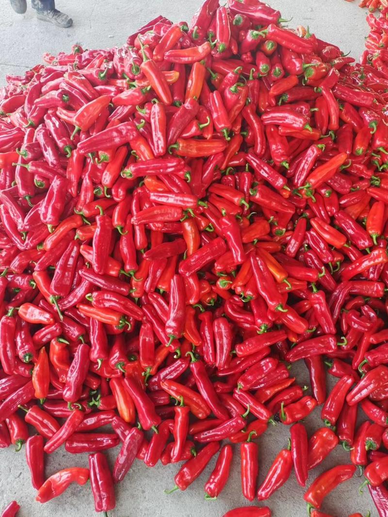 精品红泡椒，红光椒，颜色红亮椒型好欢迎选购