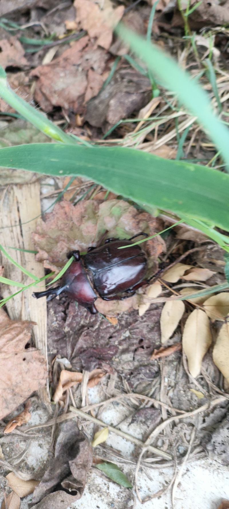 出售独角仙野生的价格便宜