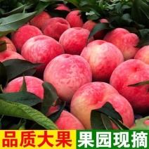 【蟠桃黄桃油桃】大量上市品种齐全全国发货支持一件代发