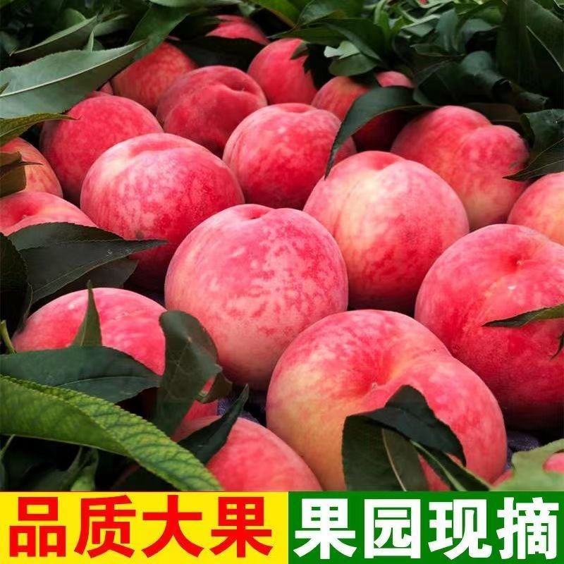【蟠桃黄桃油桃】大量上市品种齐全全国发货支持一件代发
