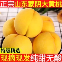 【山东黄桃】黄毛桃黄油桃彩虹蟠桃产地发货一件代发电商