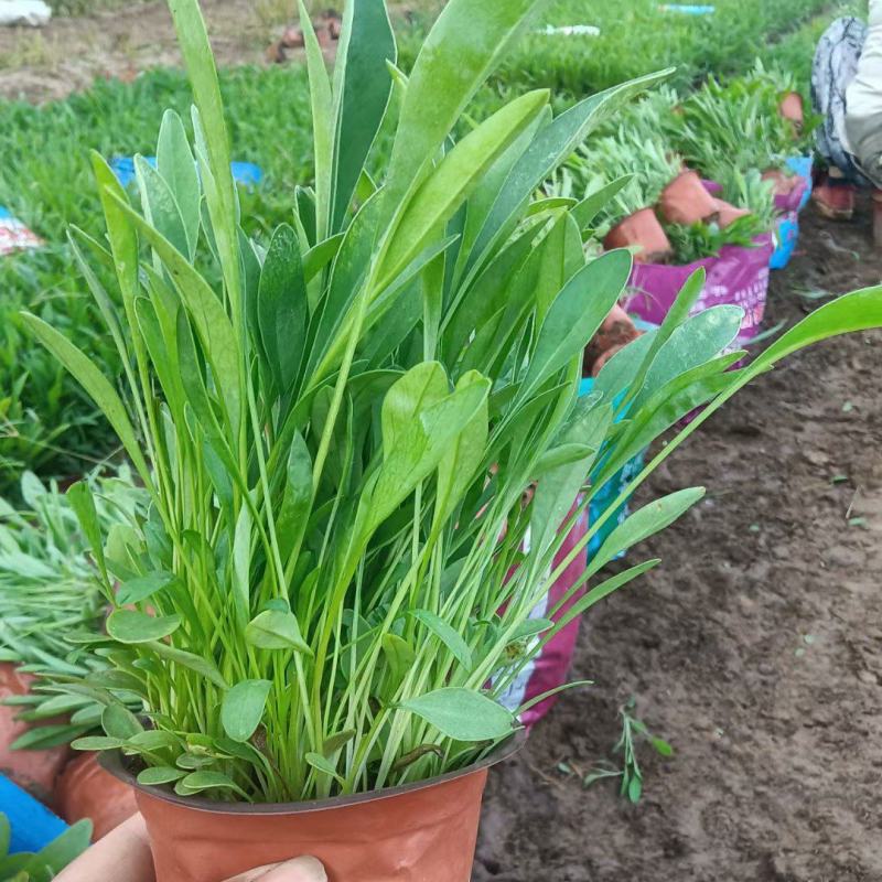 金鸡菊